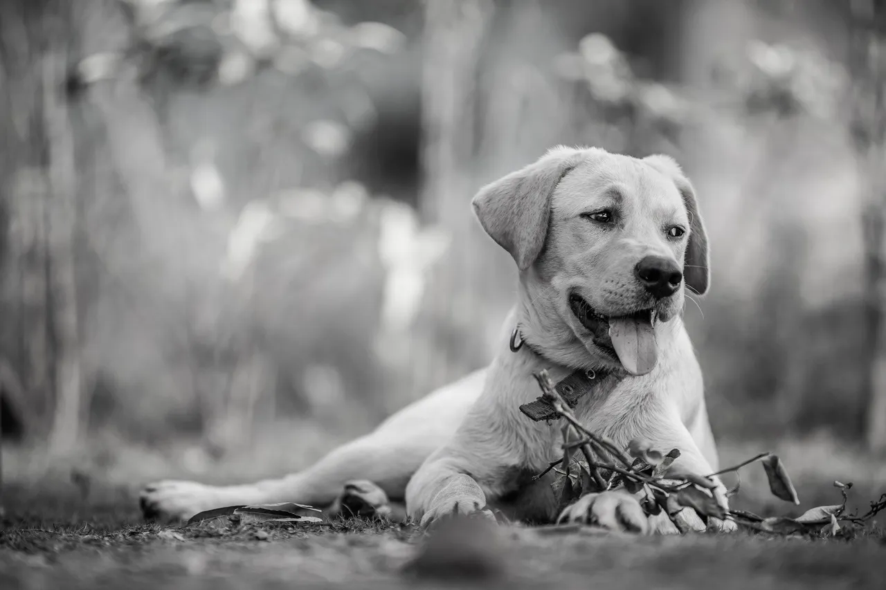 dog-6942065_1920.jpg
