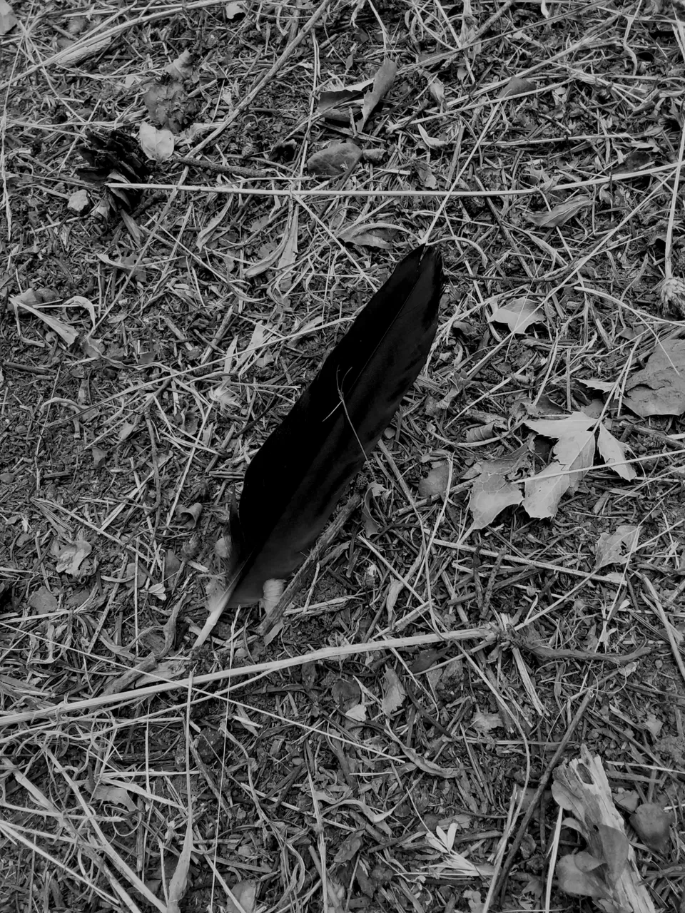 monochrome feather.png