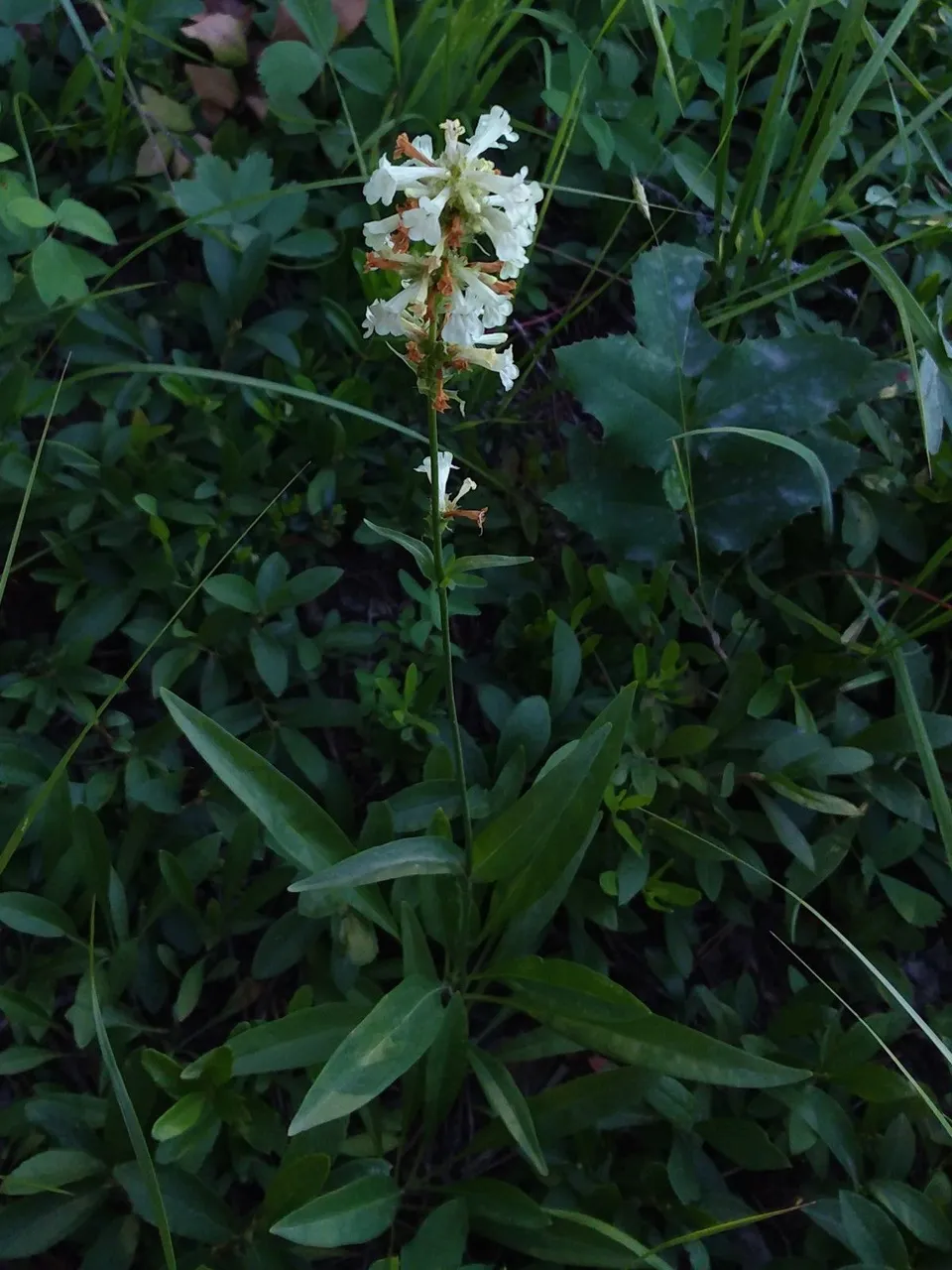 penstemon.jpg