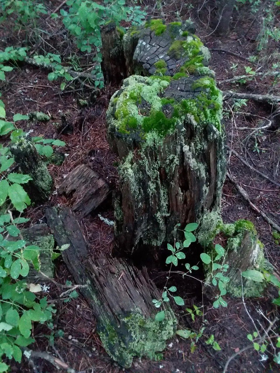 stump.jpg