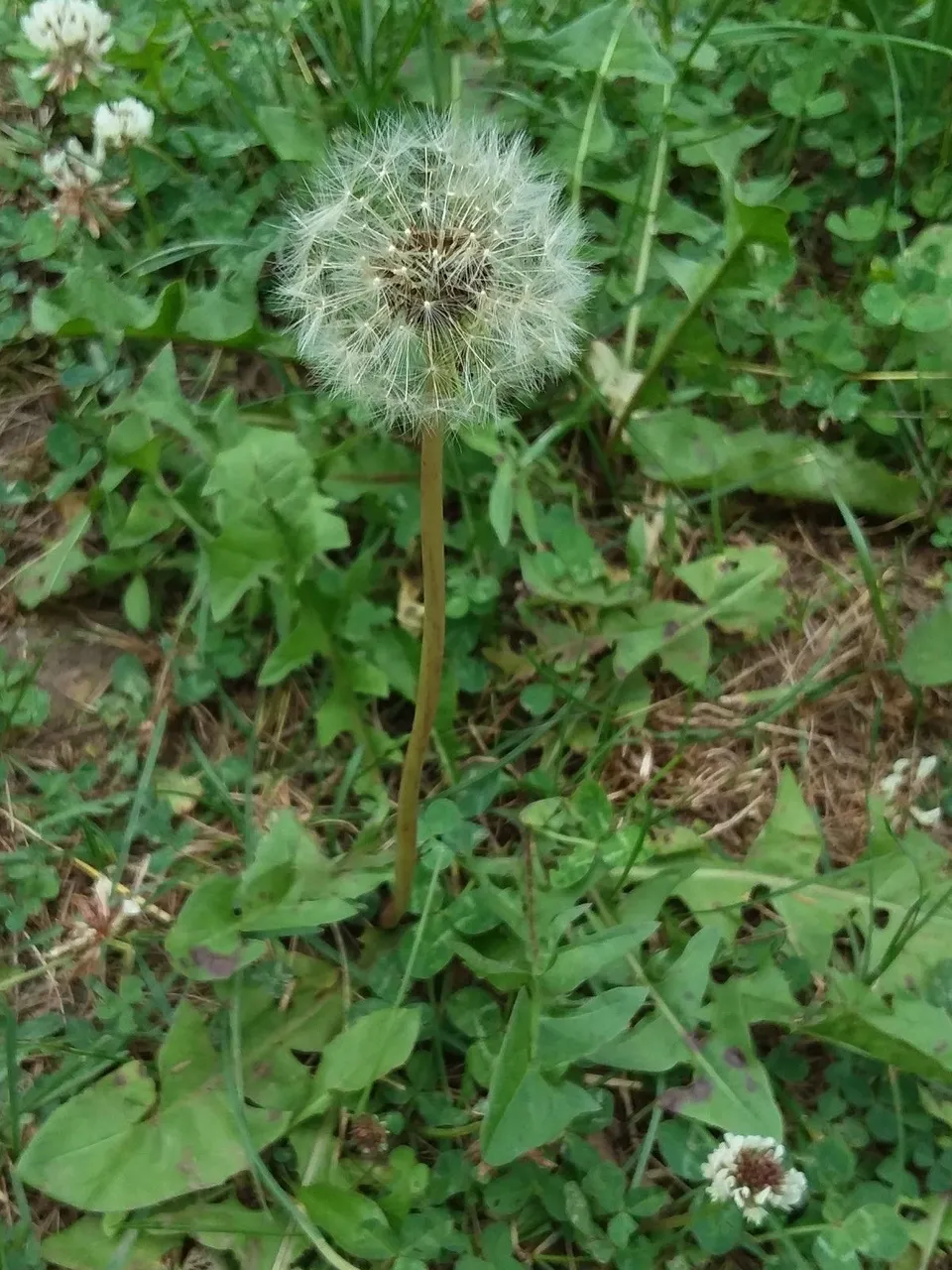 dandelion seeds.jpg