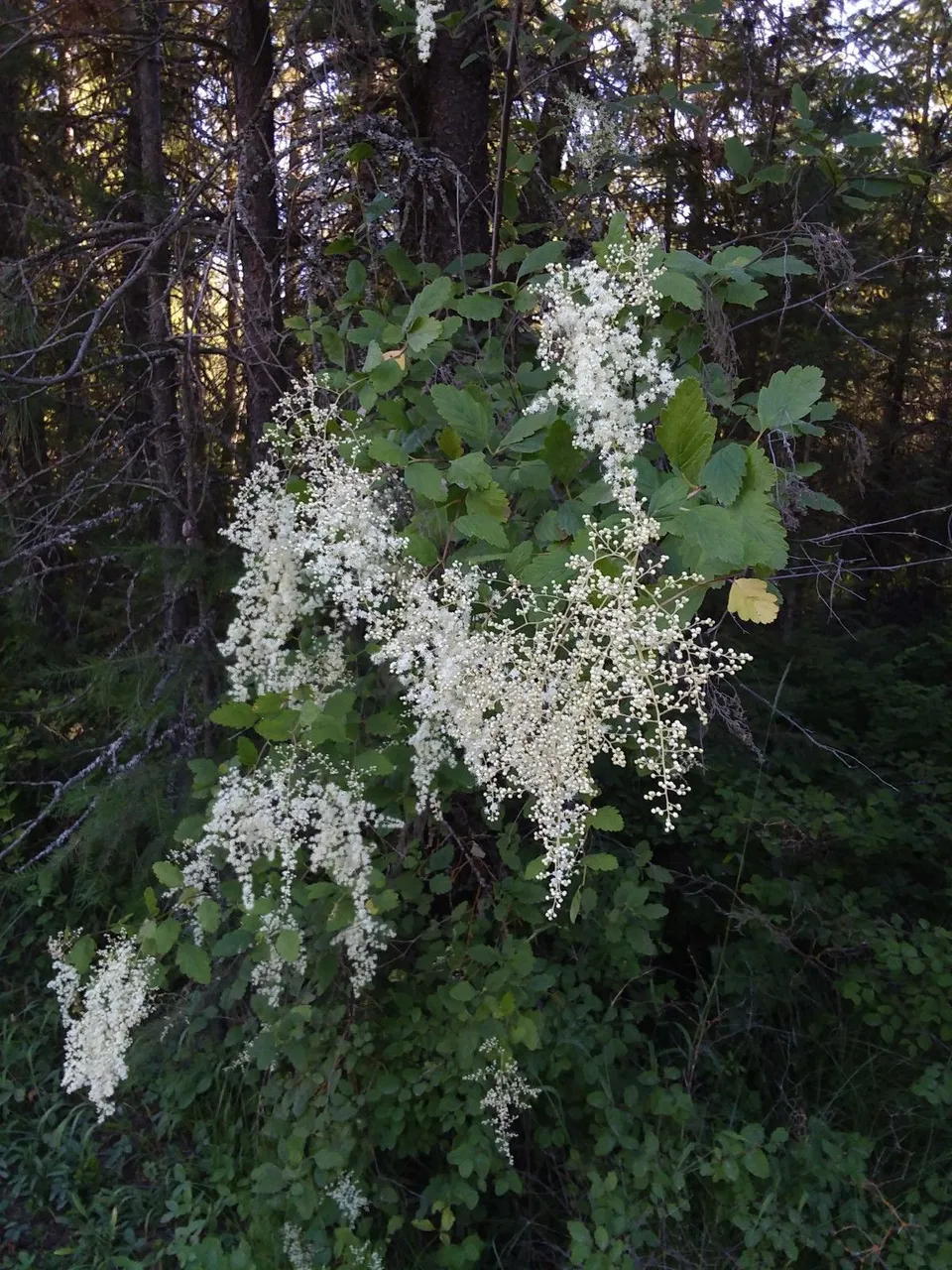 ocean spray.jpg