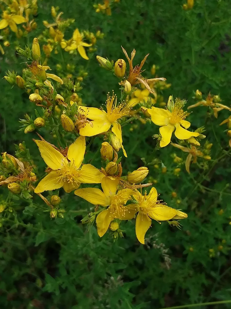 st johns wort.jpg