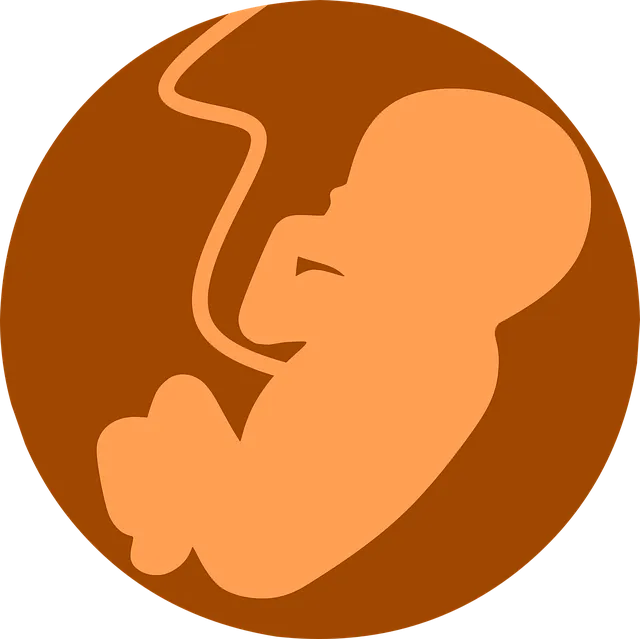 fetus-g35a02075c_640.png