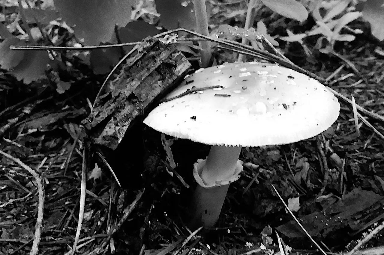 amanita monochrome.jpg