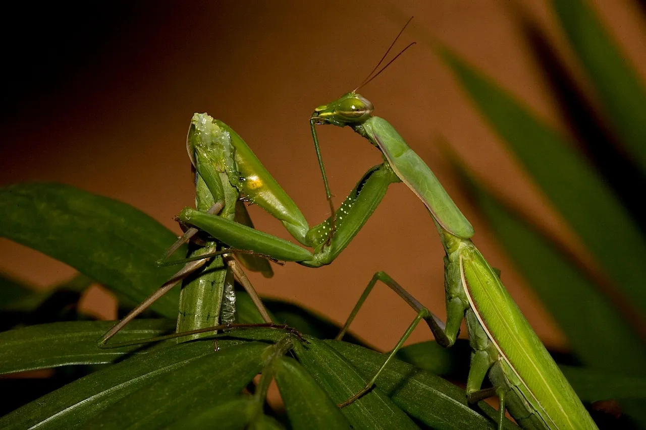 Praying_Mantis_Sexual_Cannibalism_European-37.jpg