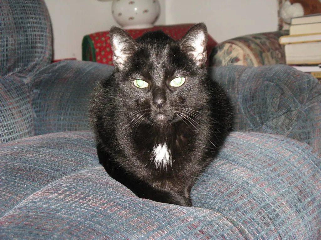 judgmentalcat.jpg