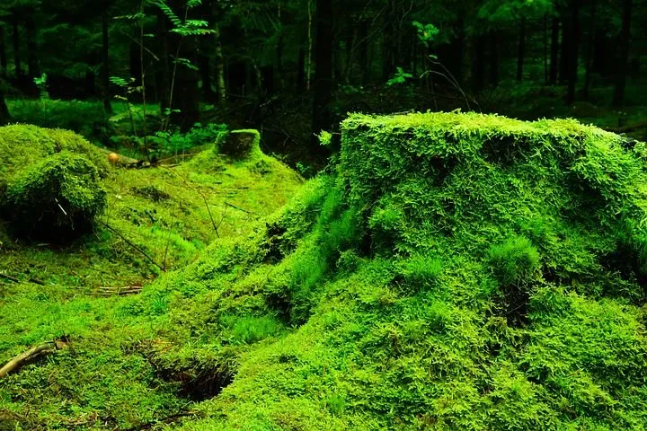 moss-483206__480.jpg