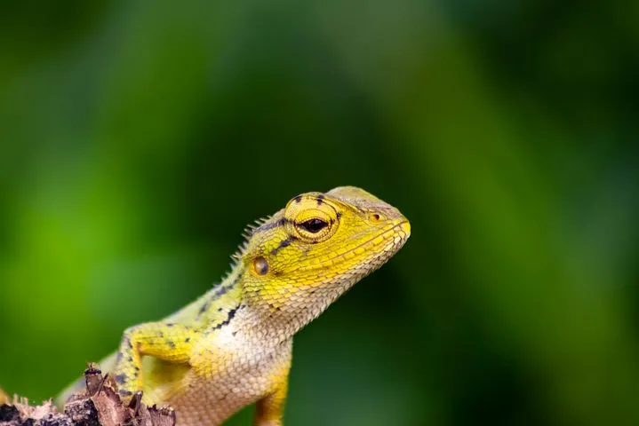 chameleon-4012981__480.jpg