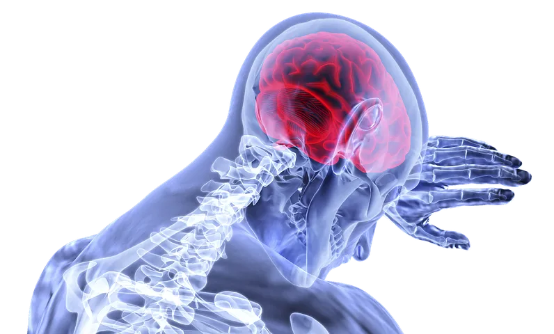 brain-3168269__480.png