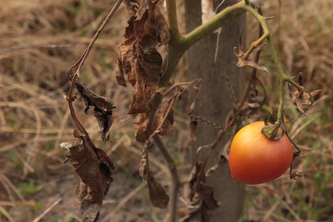 tomato-g9e71f238f_1920.jpg