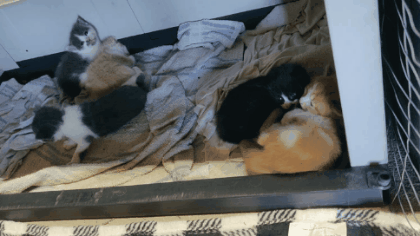 GIF_20240504_222938_046.gif