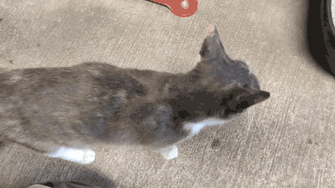 GIF_20240417_205732_367.gif