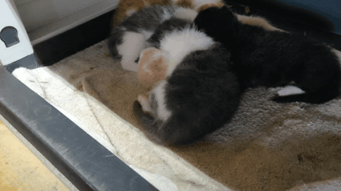 GIF_20240504_170732_929.gif