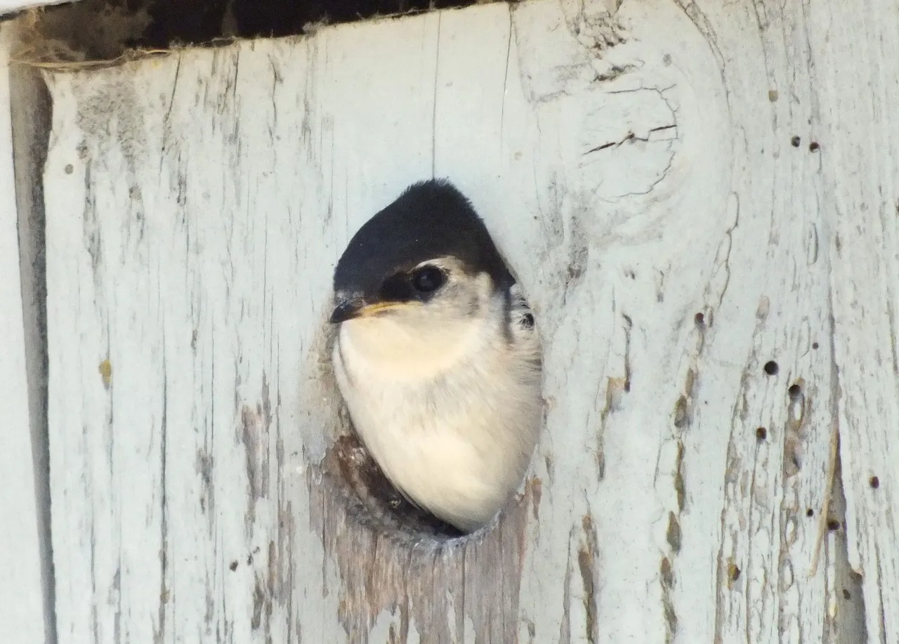 L0016-HouseMartin2.JPG