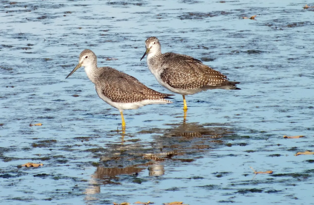 L0019-YellowLegs5.JPG