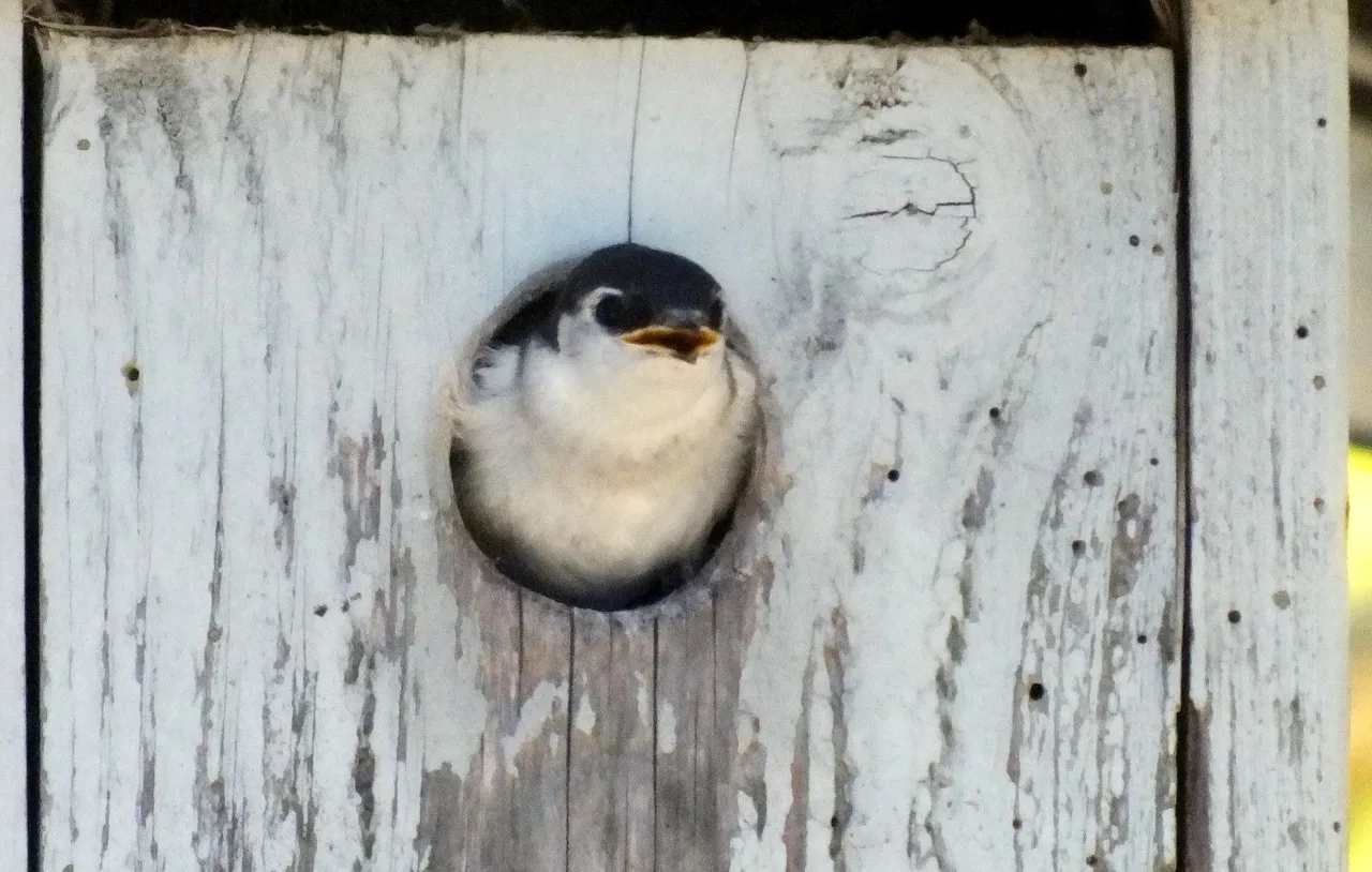 L0016-HouseMartin1.JPG