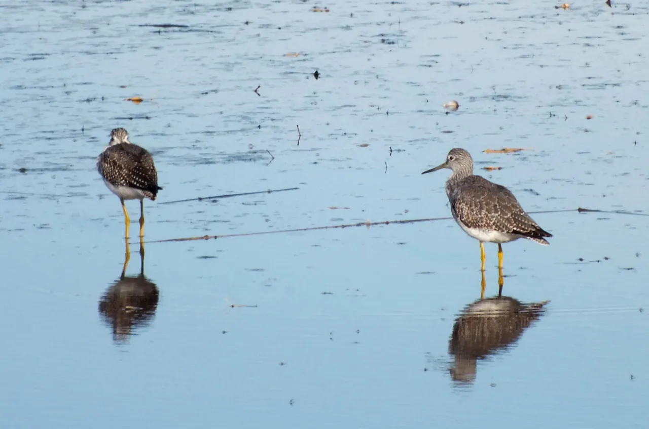 L0019-YellowLegs.JPG