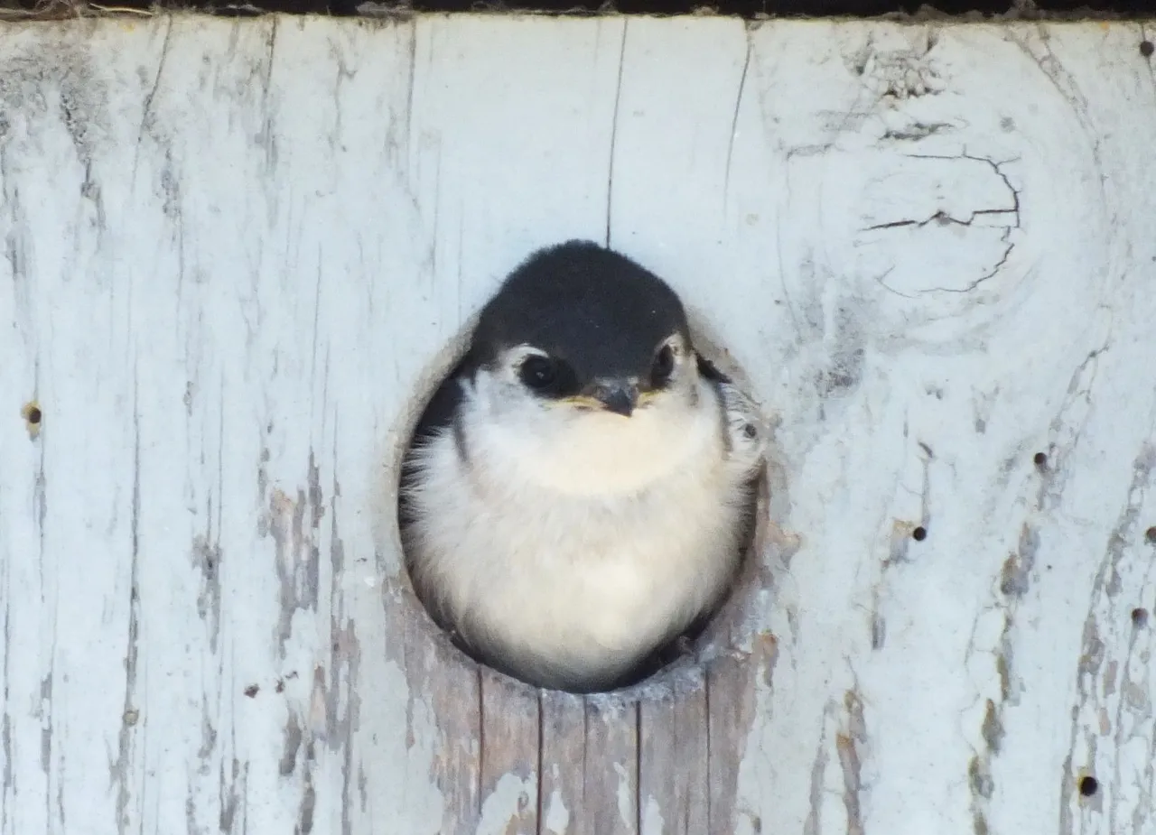 L0016-HouseMartin3.JPG