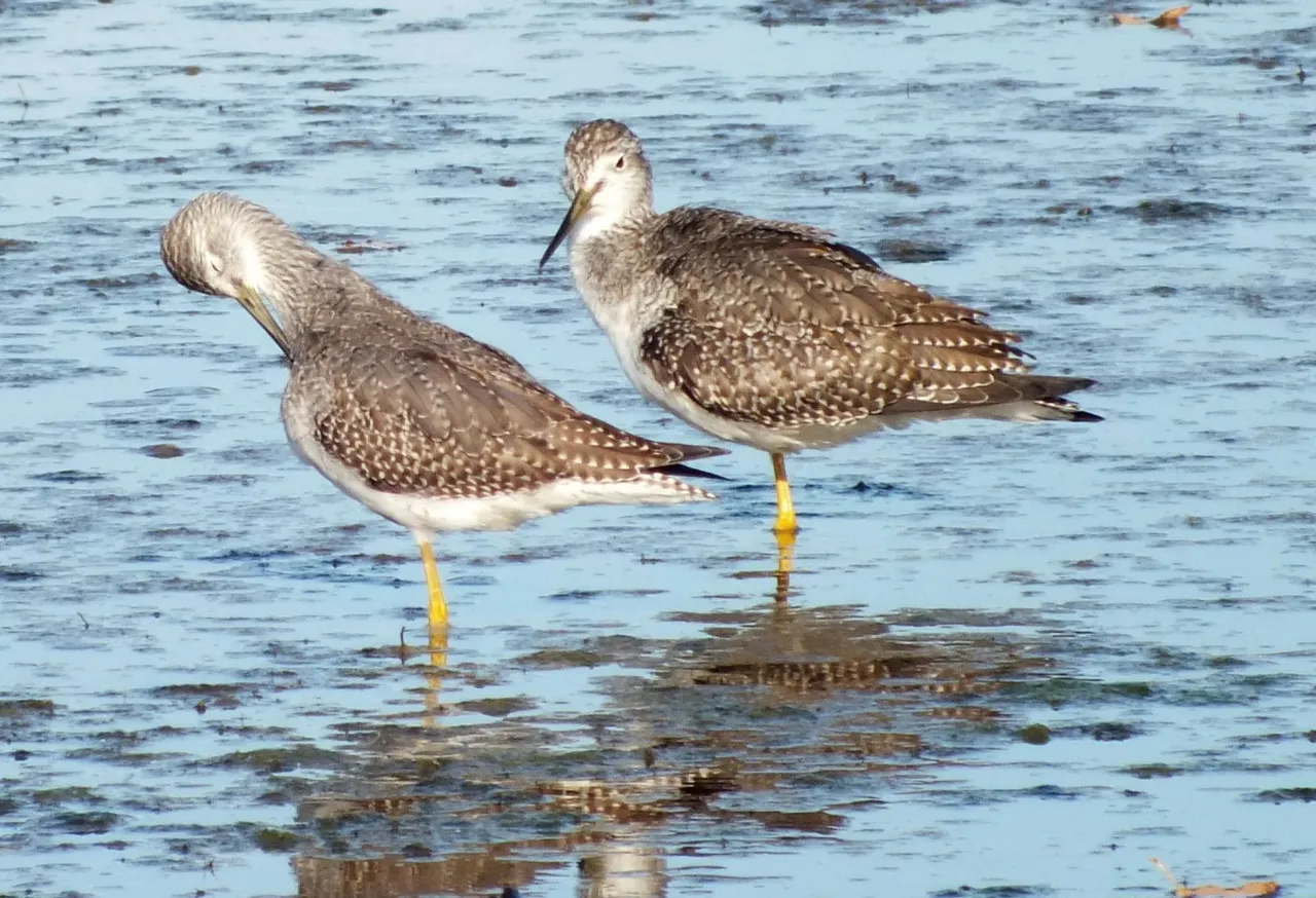 L0019-YellowLegs4.JPG