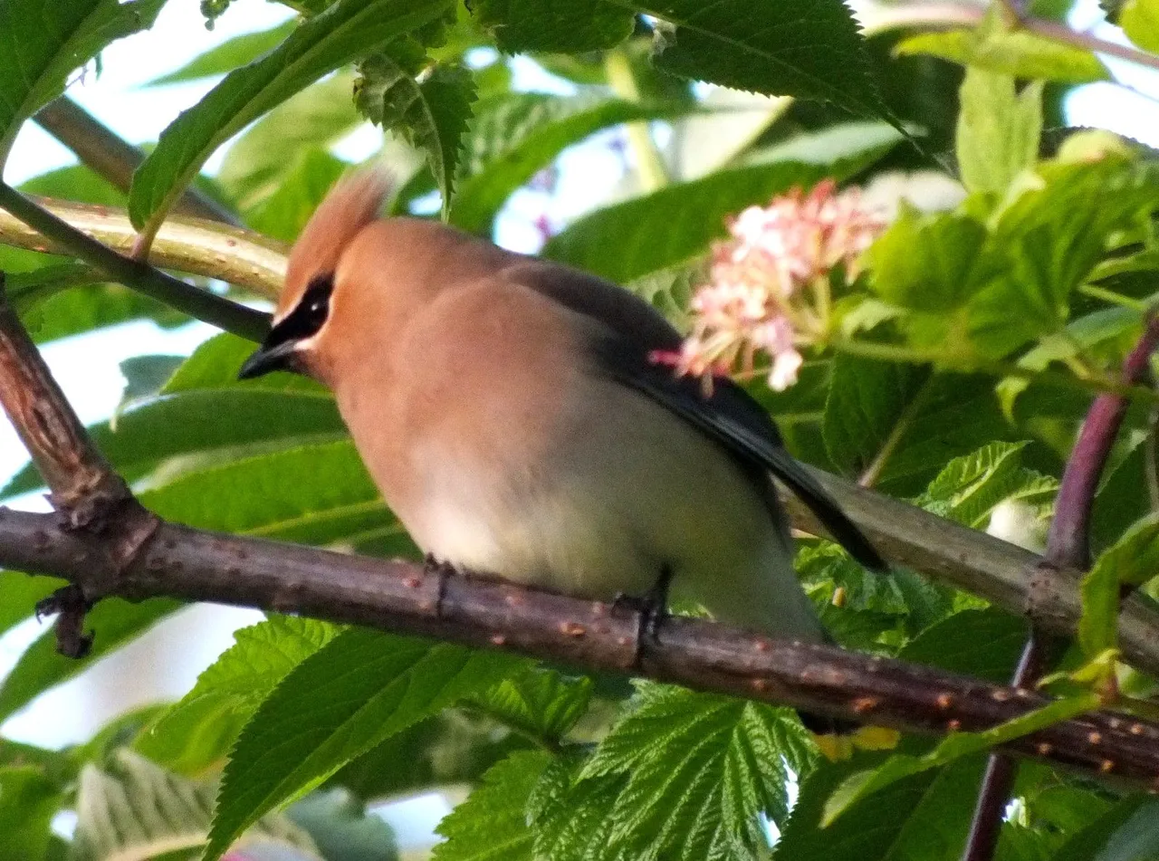 L0023-Waxwing4.JPG