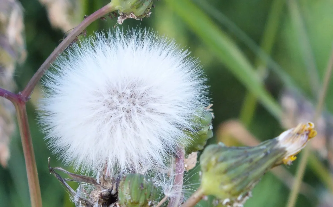 L0022-Milkweed.JPG