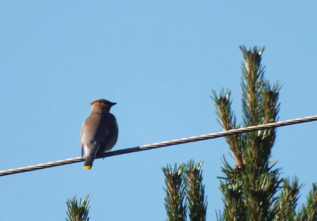 L0023-Waxwing1.JPG