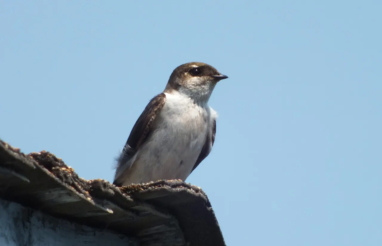 L0016-HouseMartin6.JPG