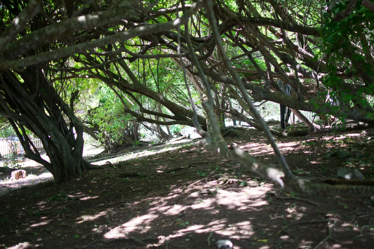 DSC_0944.jpg