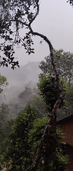 ezgif.com-video-to-gif (1).gif