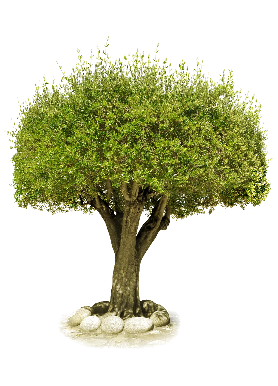 purepng.com-treetreewoodplantbranch-1411527182552tmhys.png