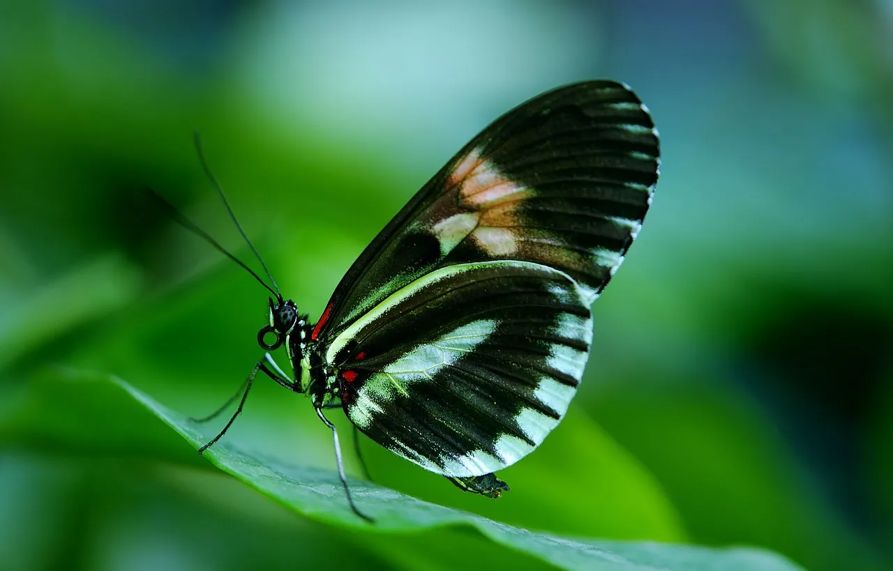 butterfly-44882_1280.jpg