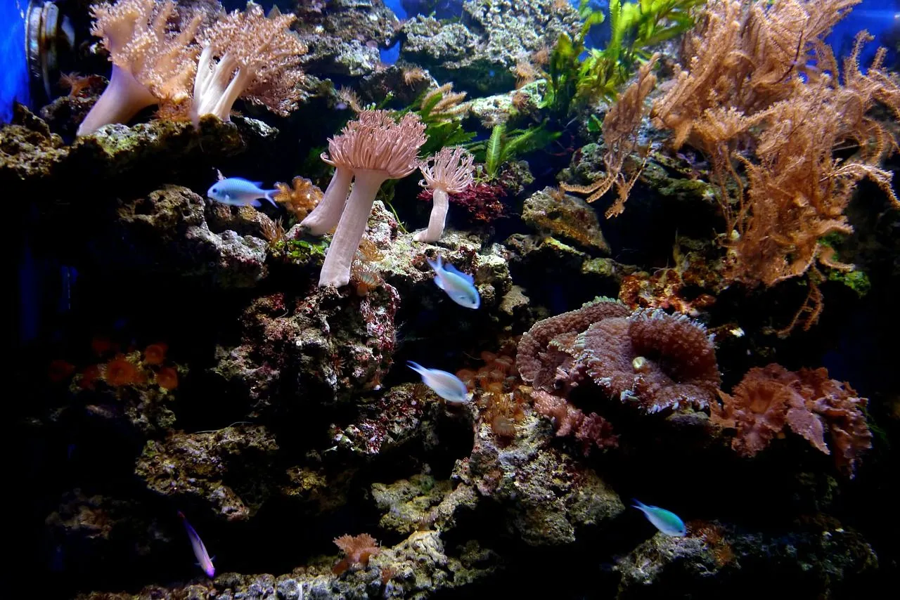 coral-reef-173512_1280.jpg