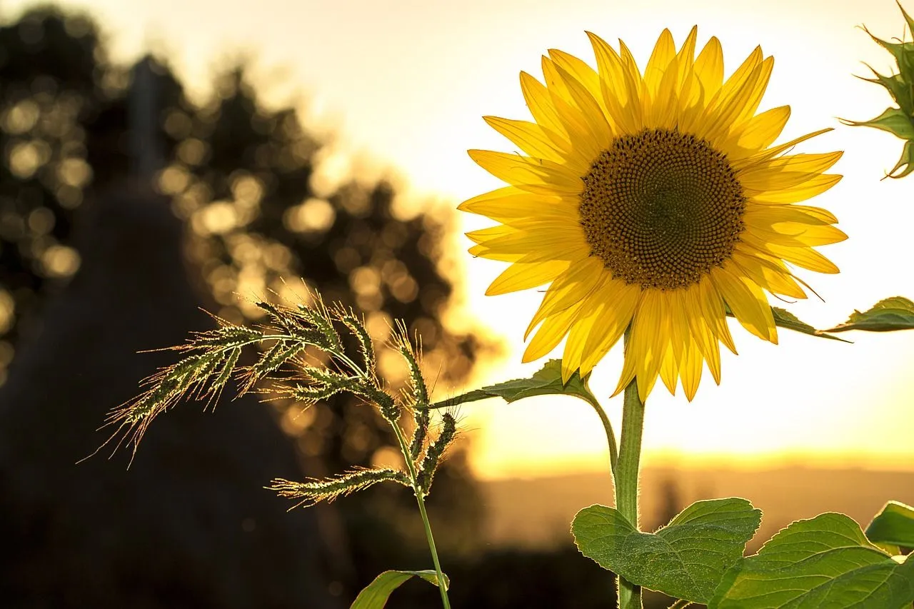sunflower-1127174_1280.jpg
