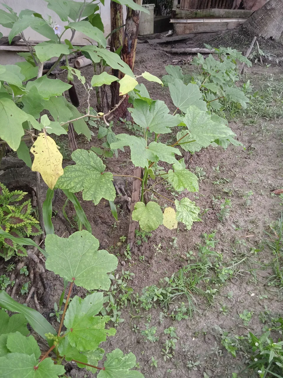 IMG_20211006_075209.jpg