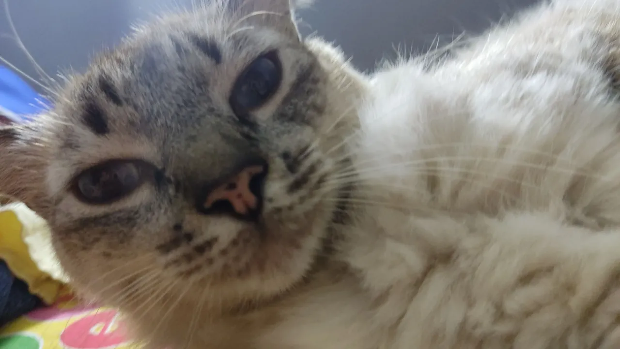 IMG-20230907-WA0090.jpeg