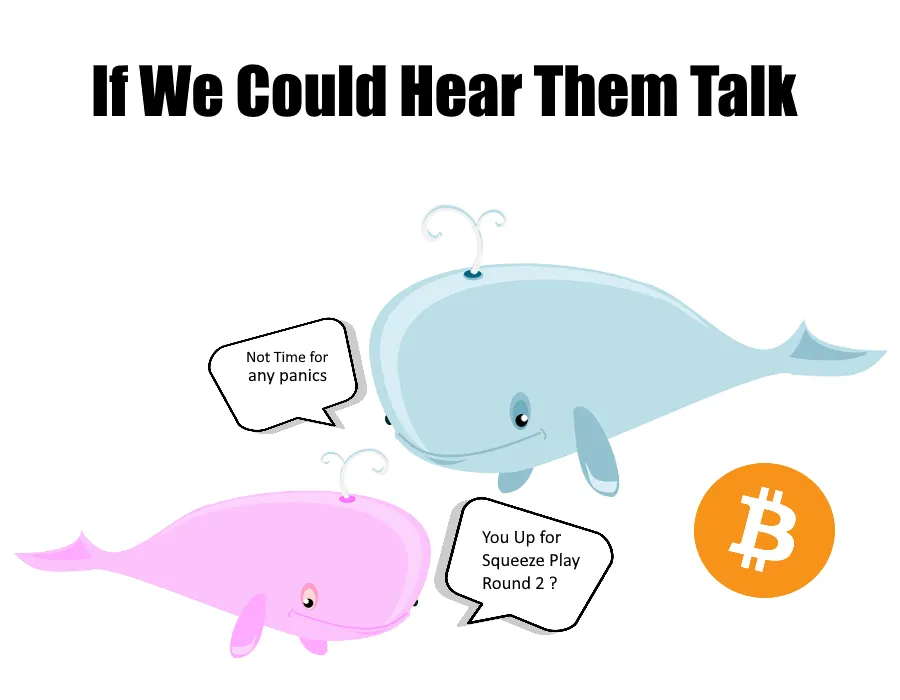 whales.png