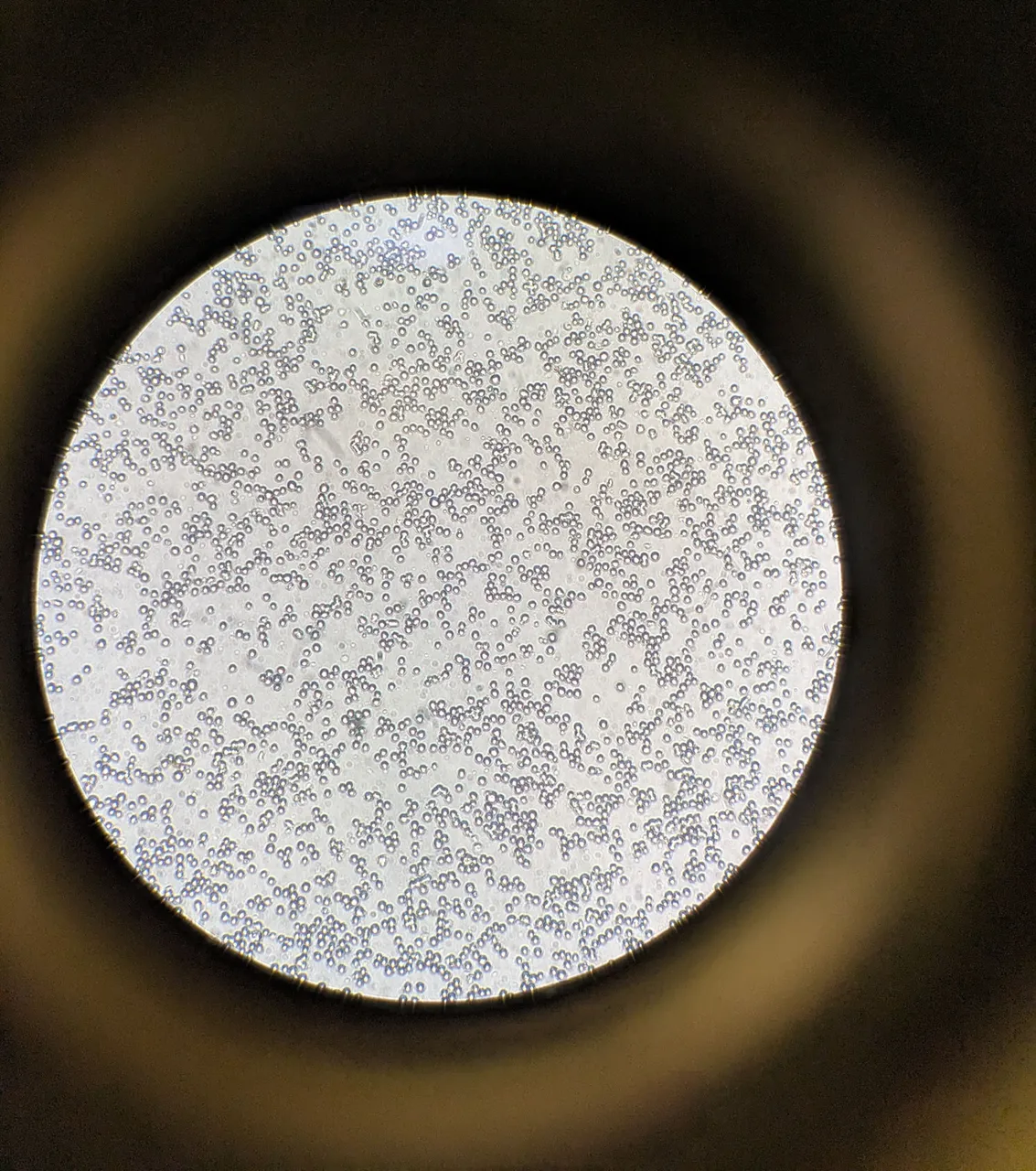 K562cells.jpg