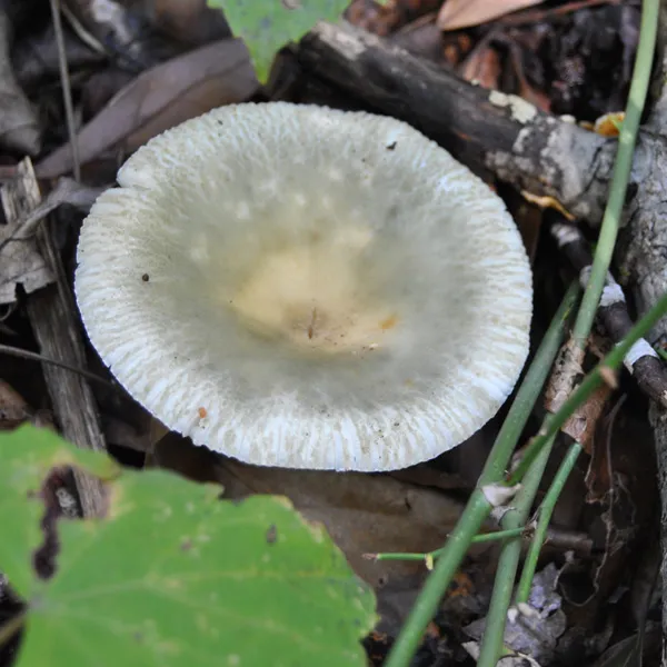 Omphalotus nidiformis.jpg