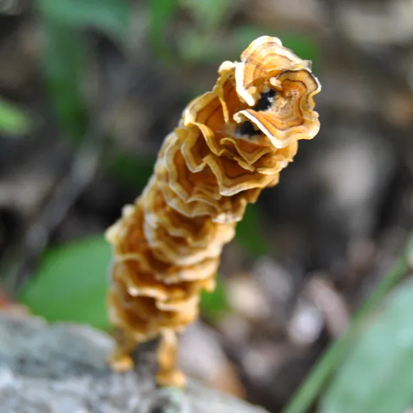 Trametes versicolor 3.jpg