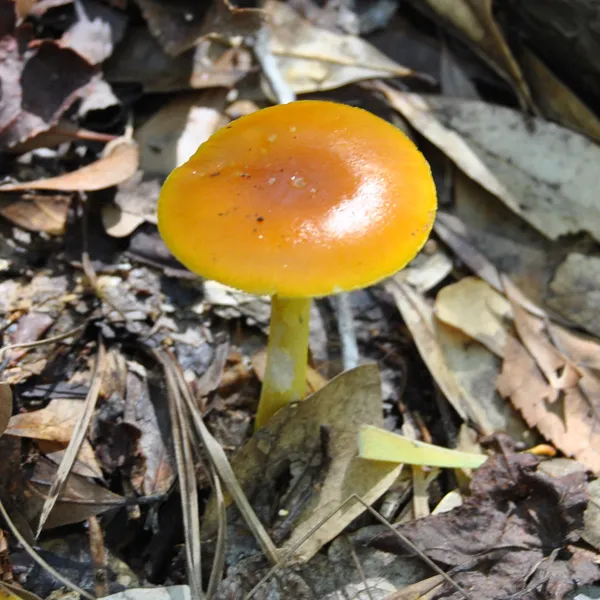 Amanita Caesarea.jpg