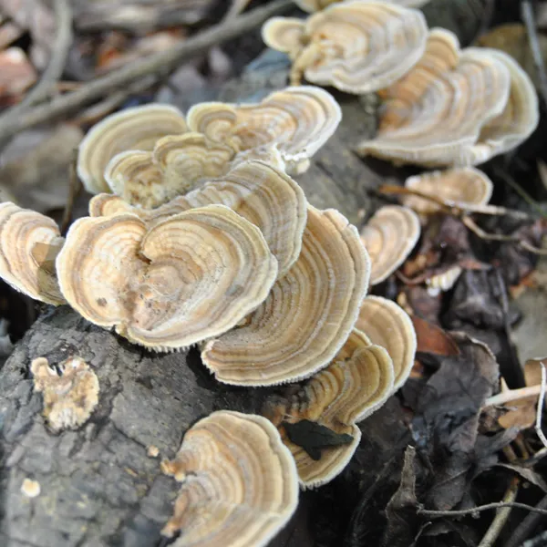 Trametes versicolor 4.jpg