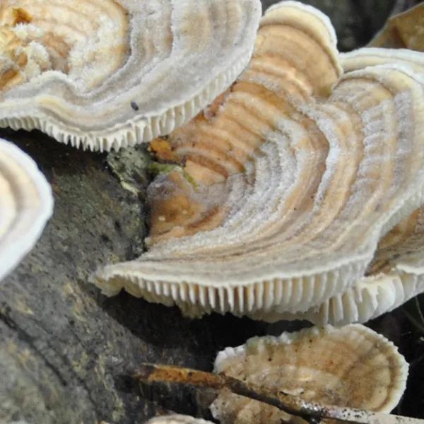 trametes versicolor 5.jpg