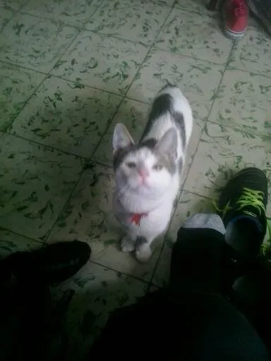 gatitoluna1.jpg