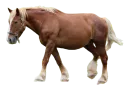 horse.png
