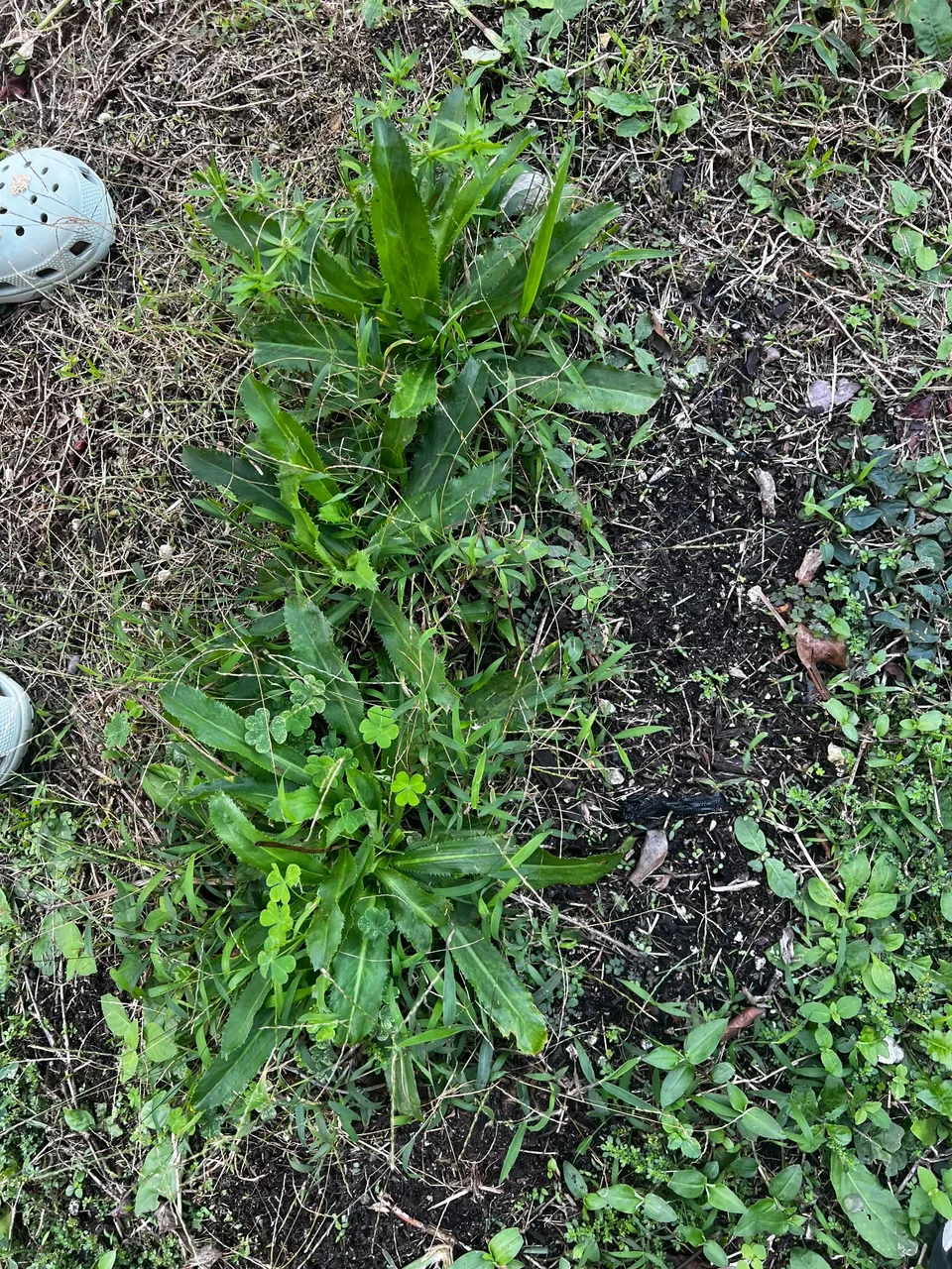 Garden Survivors.jpeg