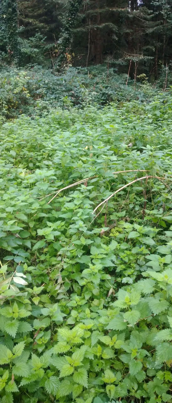 Nettles abundance.JPG