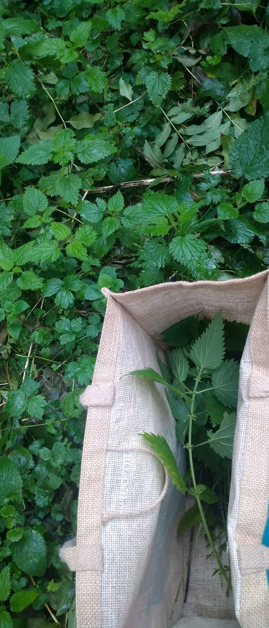 Nettles bag.JPG