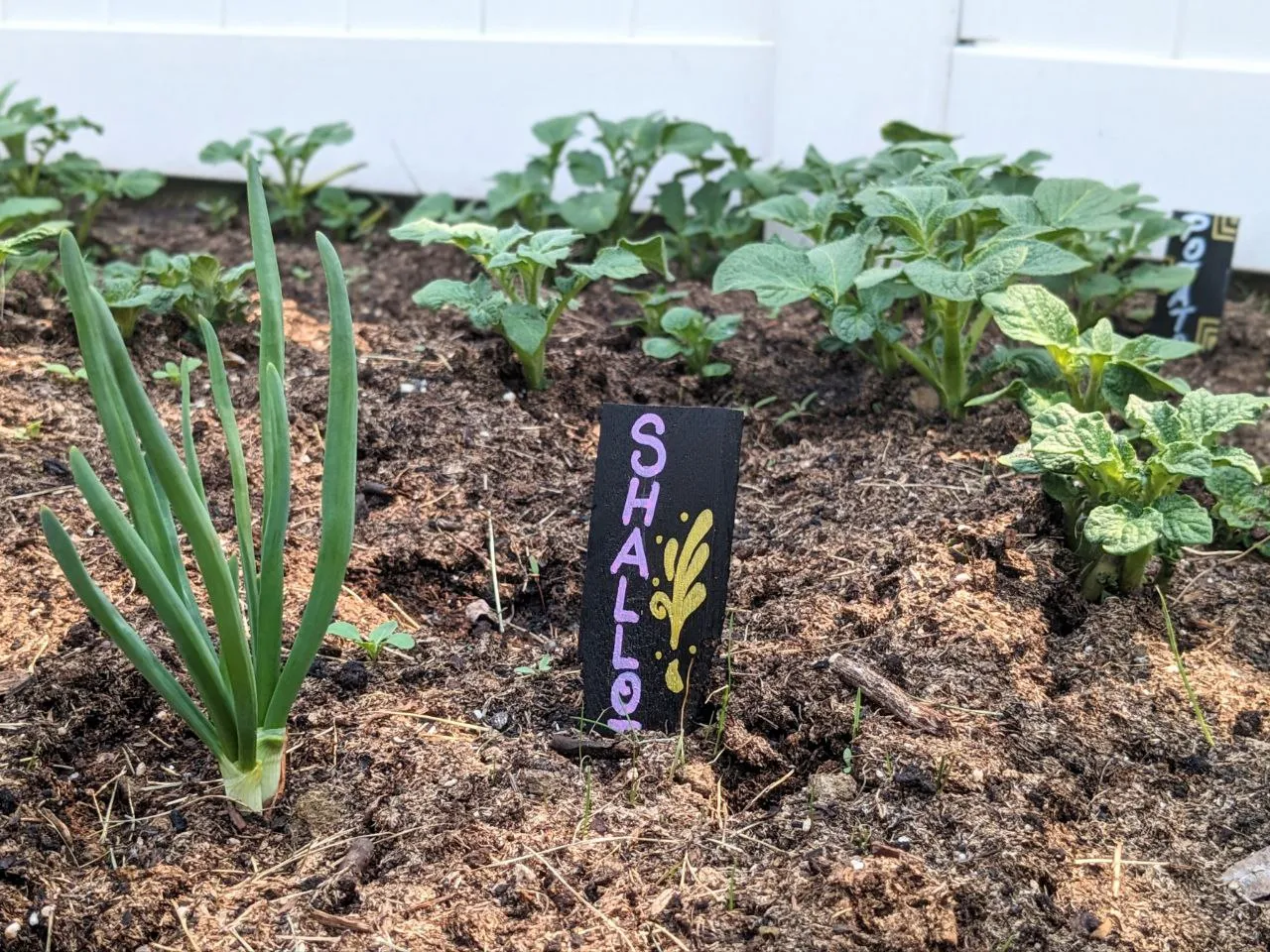 shallots06-12-23.jpg