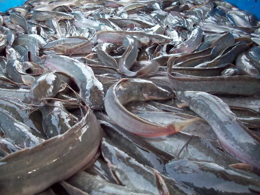 Catfish-Farming-in-Fish-farm-tank-Quick-to-Harvest-1-1.jpg